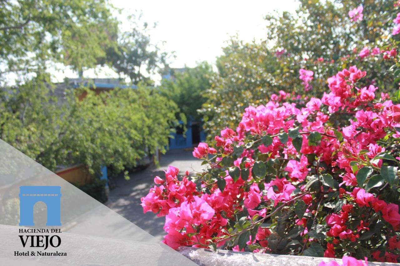 Hotel Hacienda Del Viejo Matamoros  Exteriör bild